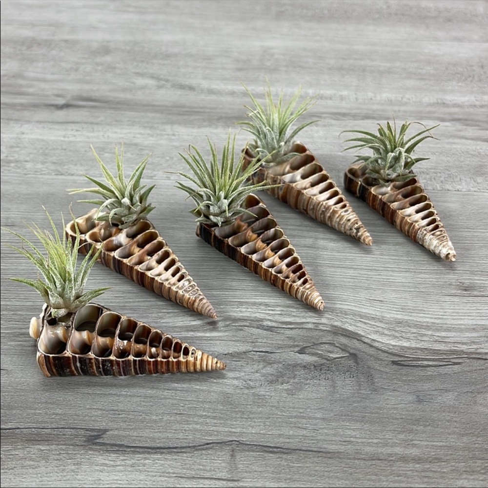 🌿Air Plant In Shell🌿